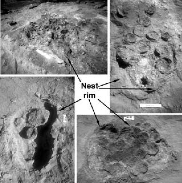 Auca Mahuevo 8 Four titanosaur nests from Auca Mahuevo39s eggbed 4 These