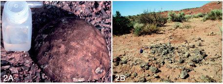 Auca Mahuevo Taxonomic identification of the Megaloolithid egg and eggshells from