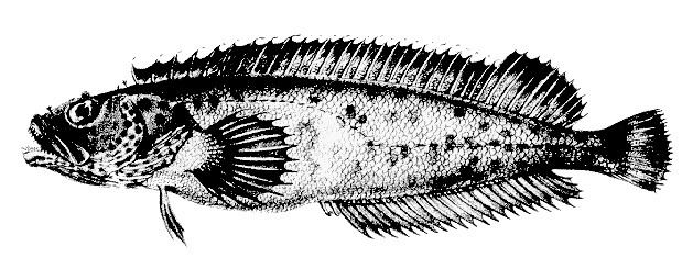 Auchenionchus microcirrhis