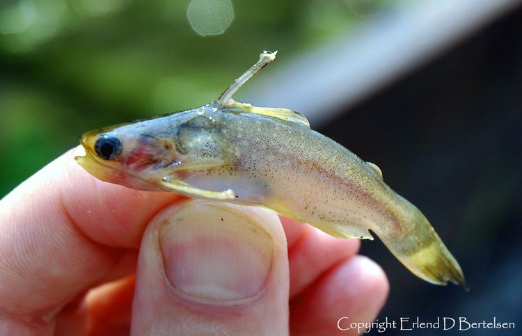 Auchenipterichthys Auchenipterichthys coracoideus Midnight Catfish Seriously Fish