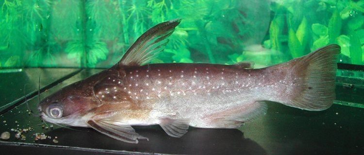 Auchenipterichthys Auchenipterichthys coracoideus Midnight Catfish Seriously Fish