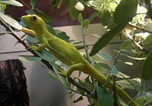 Auckland green gecko httpsuploadwikimediaorgwikipediacommonsthu