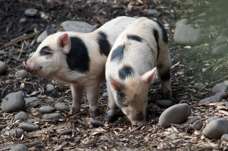 Auckland Island pig Auckland Island pig piglets Captive at Willowbank reserve Flickr