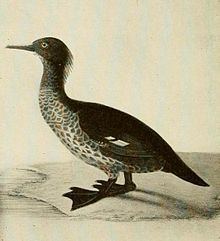 Auckland merganser httpsuploadwikimediaorgwikipediacommonsthu