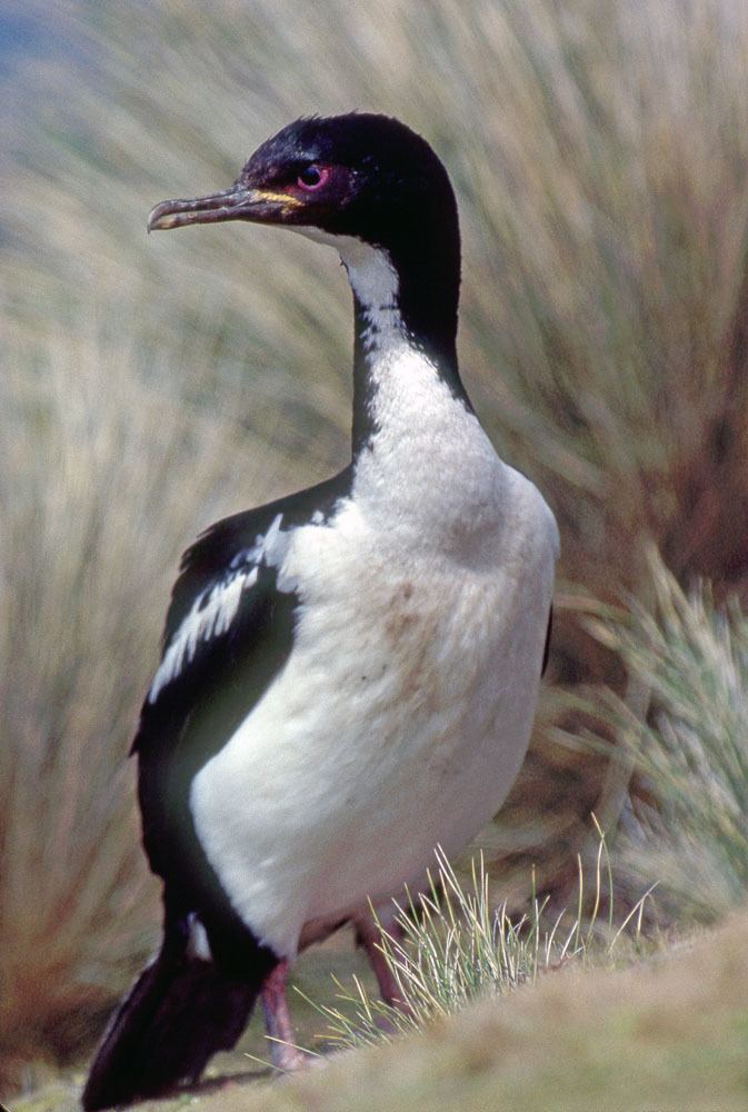 Auckland shag Photos of Phalacrocoridae shags and cormorants