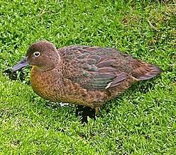 Auckland teal 1000 images about NZ Fauna Birds on Pinterest
