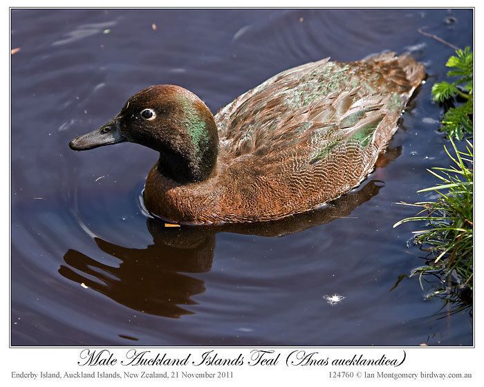 Auckland teal Ian39s Bird of the Week Auckland and Campbell Islands Teal Lee39s