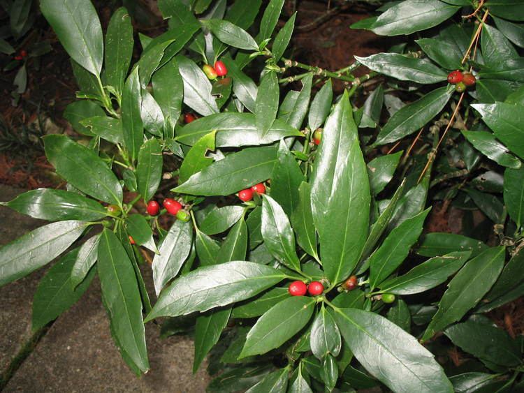 Aucuba japonica Online Plant Guide Aucuba japonica Aucuba