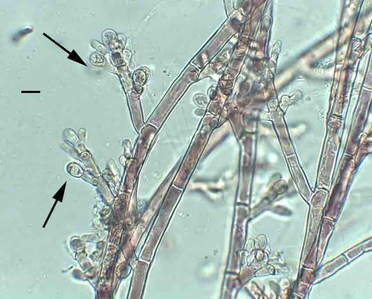 Audouinella Audouinella microscopesandmonsters