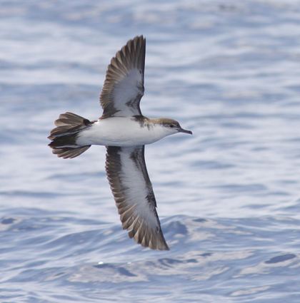 Audubon's shearwater Agreement on the Conservation of Albatrosses and Petrels Lost