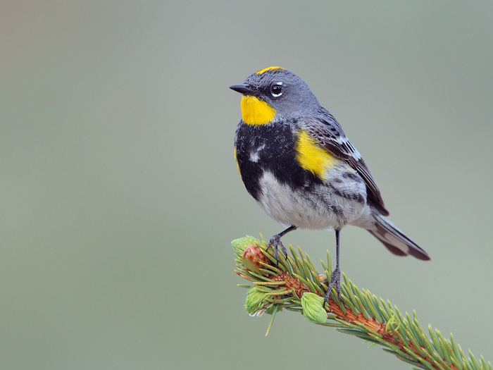 Audubon's warbler Audubon39s Warbler