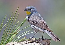 Audubon's warbler Audubon39s warbler Wikipedia