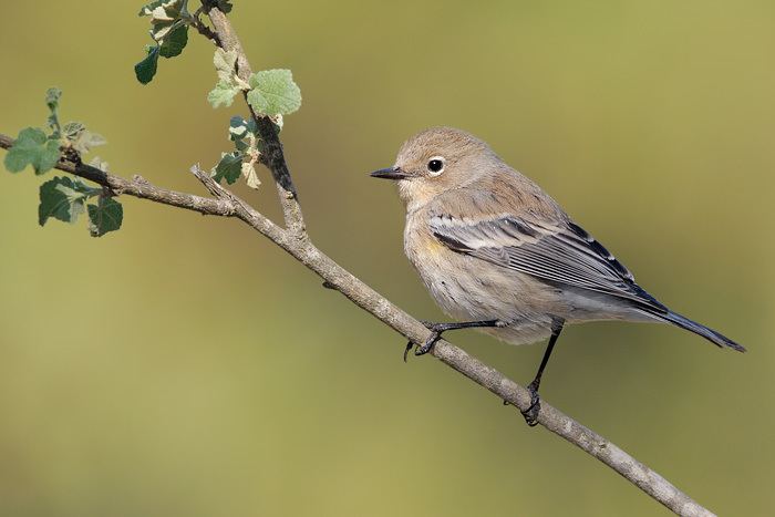 Audubon's warbler Yellowrumped Warbler Audubon39s Warbler 8