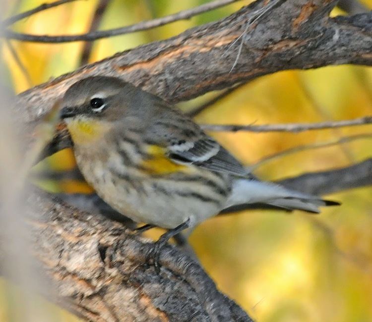 Audubon's warbler Bird Hybrids Yellowrumped Warbler intergrades