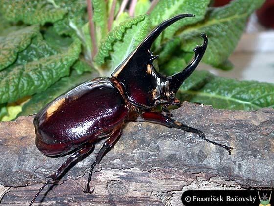 Augosoma centaurus Augosoma centaurus