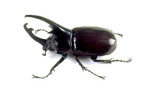 Augosoma centaurus Centaurus Beetle Augosoma centaurus