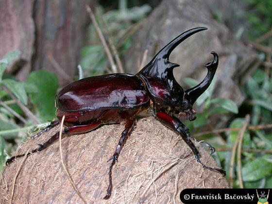 Augosoma centaurus Augosoma centaurus