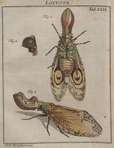 August Johann Rösel von Rosenhof BibliOdyssey A Bug39s Life