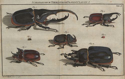 August Johann Rösel von Rosenhof BibliOdyssey A Bug39s Life