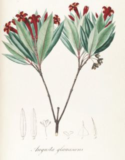 Augusta (plant) httpsuploadwikimediaorgwikipediacommonsthu