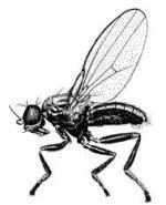 Aulacigastridae wwwdipteristsforumorgukwikimediafamiliesim