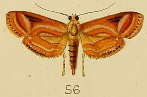 Aulacodes purpurealis