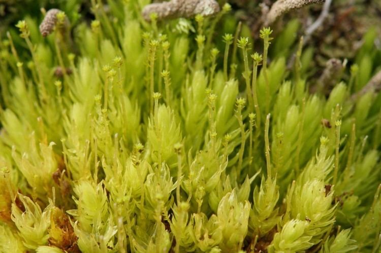 Aulacomnium palustre mossAulacomnium palustre Ohio Moss and Lichen Association