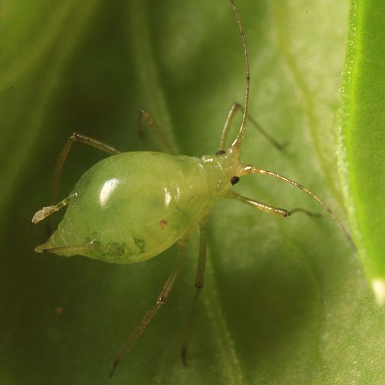 Aulacorthum solani Aphid on Parsley Aulacorthum solani BugGuideNet