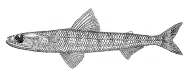 Aulopiformes Fish Identification