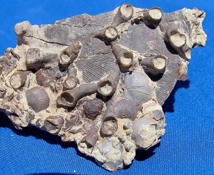Aulopora Louisville Fossils and Beyond Aulopora on Protoleptostrophia