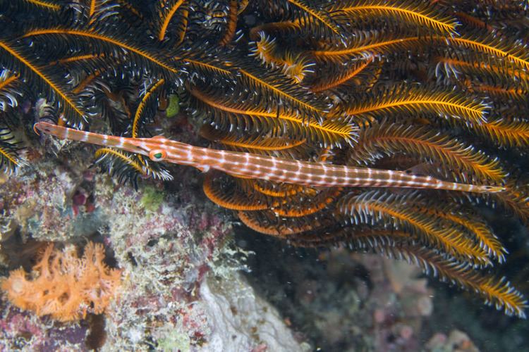 Aulostomus Photos of trumpetfishes Aulostomidae