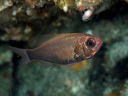 Aulotrachichthys prosthemius httpsuploadwikimediaorgwikipediacommonsthu