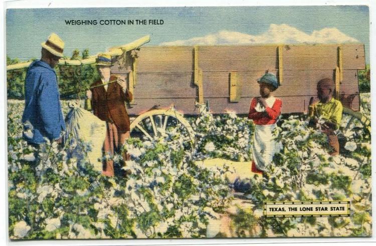 African American Farm Workers Weighing Cotton Texas linen postcard ...