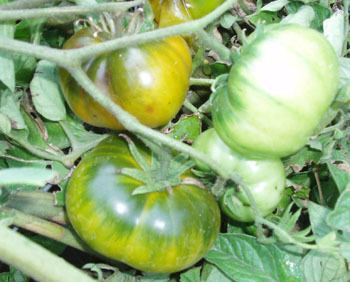 Aunt Ruby's German Green Tomato Casual Aunt Ruby39s German Green Tomatoes