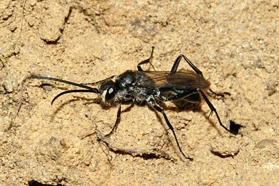 Auplopus carbonarius Heathland Pompilidae