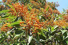 Auranticarpa httpsuploadwikimediaorgwikipediacommonsthu