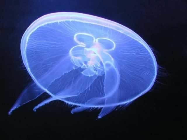 Aurelia (genus) Jellyfish Aurelia