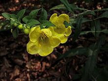 Aureolaria virginica httpsuploadwikimediaorgwikipediacommonsthu