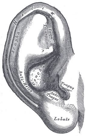 Auricle (anatomy)