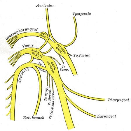 Auricular branch of vagus nerve