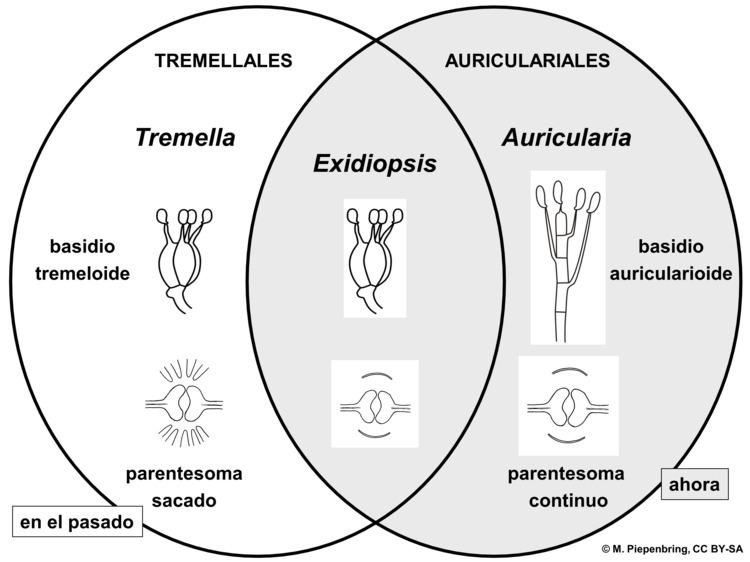 Auriculariales File03 02 27 clasificacin de Auriculariales y Tremellales