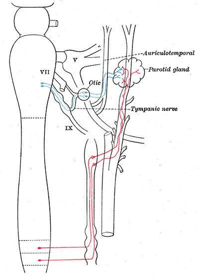 Auriculotemporal nerve