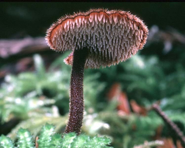 Auriscalpium California Fungi Auriscalpium vulgare