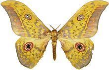 Aurivillius (moth) httpsuploadwikimediaorgwikipediacommonsthu