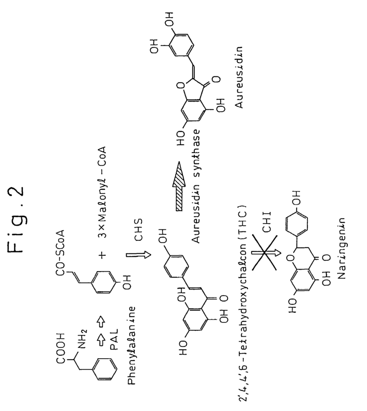 Aurone Patent US7592436 Gene encoding a protein having aurone synthesis