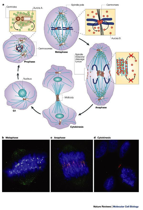 Aurora A kinase Figure 3 The cellular geography of aurora kinases Nature Reviews