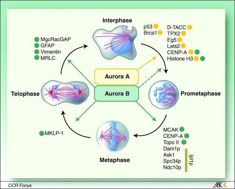 Aurora B kinase Aurora Kinases as Anticancer Drug Targets Clinical Cancer Research