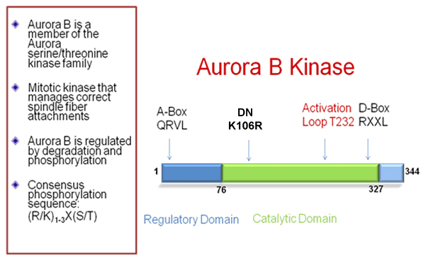 Aurora B kinase AURKB aurora kinase B