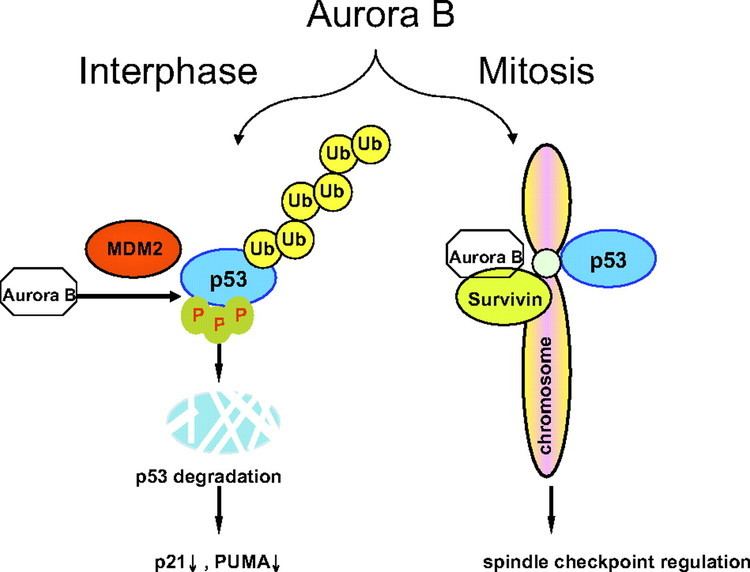 Aurora B kinase Aurora B kinase phosphorylates and instigates degradation of p53