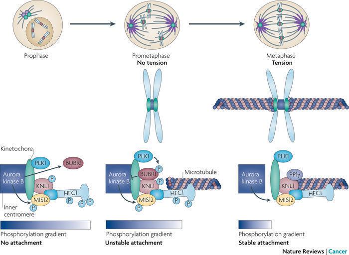 Aurora B kinase Figure 4 Shared and separate functions of pololike kinases and